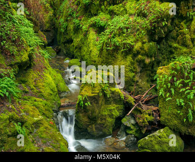 Cataract Creek Canyon, de la cataracte, le Mont Tamalpais, comté de Marin, en Californie Banque D'Images