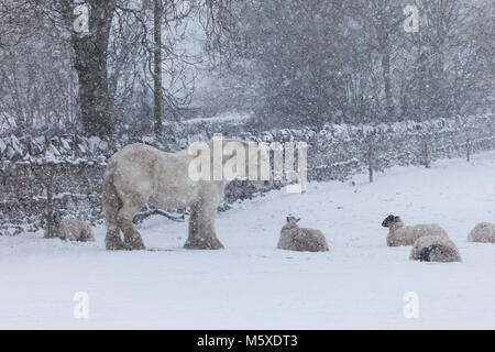 Comté de Durham. ROYAUME-UNI. Mardi 27 février 2018. Météo Royaume-Uni. Avec un avertissement météorologique de met Office Amber pour la neige dans le nord de l'Angleterre un cheval et ses amis brave les éléments pendant que la neige tombe. David Forster/Alamy Live News Banque D'Images