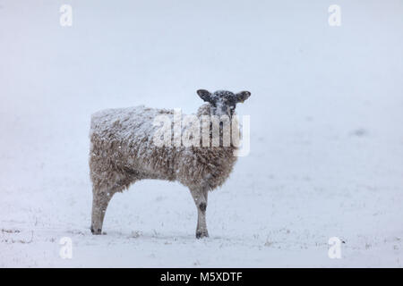 Teesdale, comté de Durham. UK. Le mardi 27 février 2018. Météo britannique. Avec un Met Office d'alerte météo orange pour la neige dans le Nord de l'Angleterre un cheval et ses amis braver les éléments comme les chutes de neige. David Forster/Alamy Live News Banque D'Images