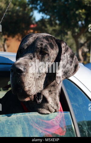 Grand chien dogue allemand se penchant hors de la fenêtre d'une voiture Banque D'Images