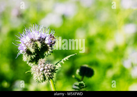 Plantes à fleurs Phacelia tanacetifolia gros plan sur un fond vert avec une abeille sur une fleur Banque D'Images