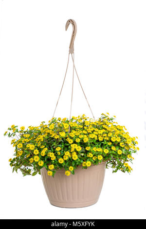 Un panier plein de zinnia jaune rampante. Banque D'Images