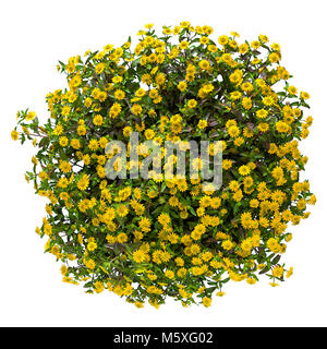 Un panier plein de zinnia jaune rampante. Banque D'Images