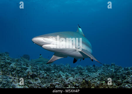 Requin requin (Carcharhinus melanopterus), océan Pacifique, Moorea, Iles du Vent, Polynésie Française Banque D'Images