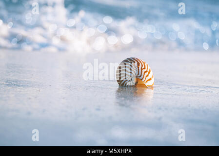 Nautilus Sea Shell contre les ondes de tempête sur la plage tôt le matin , l'action en direct Banque D'Images