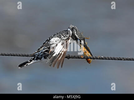 Pied kingfisher prendre du poisson Banque D'Images