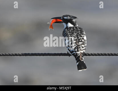 Pied kingfisher prendre du poisson Banque D'Images