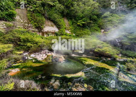 Paysage préhistorique avec des sources géothermiques, Rotorua, Nouvelle-Zélande Banque D'Images