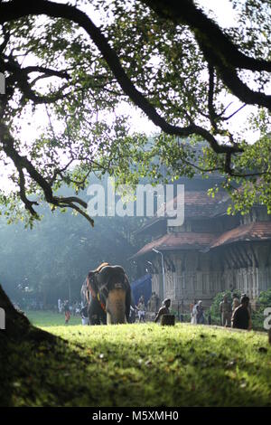 Sarppakkaavu au Kerala Banque D'Images