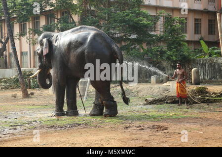 Sarppakkaavu au Kerala Banque D'Images