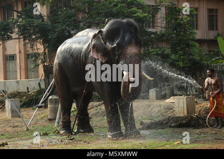 Sarppakkaavu au Kerala Banque D'Images