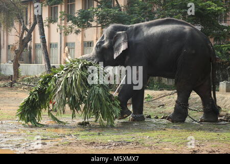 Sarppakkaavu au Kerala Banque D'Images