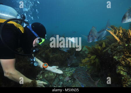 Scuba Diver jouer avec australasian lutjans Pagrus auratus au milieu des rochers couverts d'algues brunes. Banque D'Images