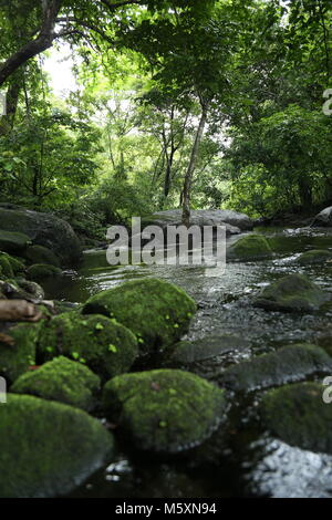 L'eau tombe kerala, parc national, la nature Banque D'Images