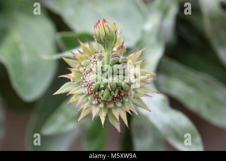 Plan Macro sur graines de souci officinal ou également connu sous le nom de Calendula officinalis Banque D'Images