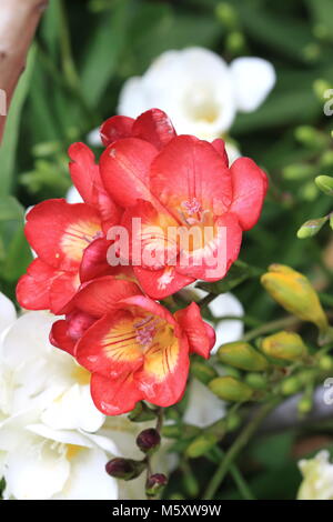 Le freesia x hybrida - rouge et blanc freesia fleurs en pleine floraison Banque D'Images