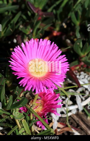 Close up of ice plant ou également connu sous le nom de Carpobrotus edulis en pleine floraison Banque D'Images