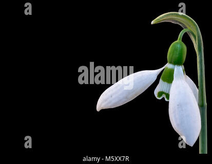 Snowdrop isolé sur fond noir, fleurs de printemps Banque D'Images