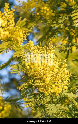 Mimosa jaune plante (Acacia dealbata) en hiver en Angleterre, Royaume-Uni. Banque D'Images