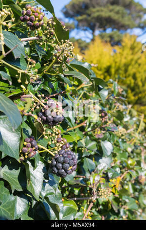 Le lierre (Hedera helix) qui poussent à travers un milieu de bush en hiver au Royaume-Uni. Portrait de lierre. Banque D'Images