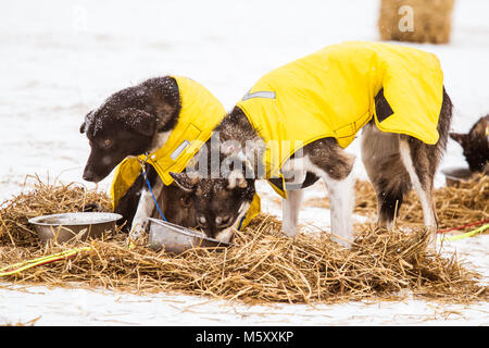 Beaux chiens husky d'Alaska se reposer pendant une course de chiens de traîneau. Course de chiens de traîneau longue distance en Norvège. Banque D'Images