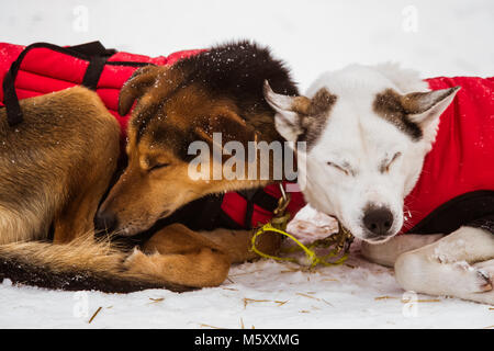 Beaux chiens husky d'Alaska se reposer pendant une course de chiens de traîneau. Course de chiens de traîneau longue distance en Norvège. Banque D'Images