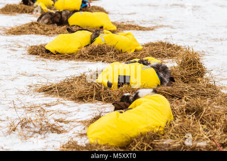 Beaux chiens husky d'Alaska se reposer pendant une course de chiens de traîneau. Course de chiens de traîneau longue distance en Norvège. Banque D'Images