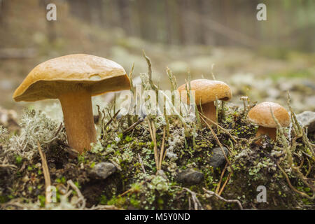 Suillus bovinus champignon poussant dans la forêt en août Banque D'Images