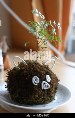 Kokedama avec un visage animal Banque D'Images