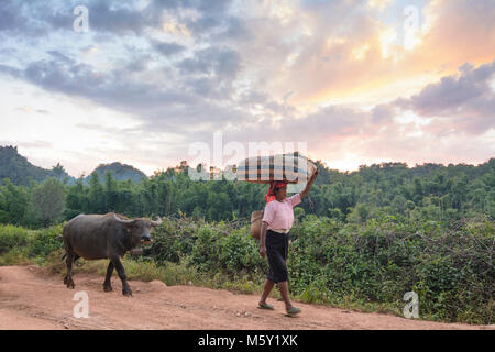 Kalaw : personnes conduisent le buffle d'eau accueil à soir, , l'État de Shan, Myanmar (Birmanie) Banque D'Images