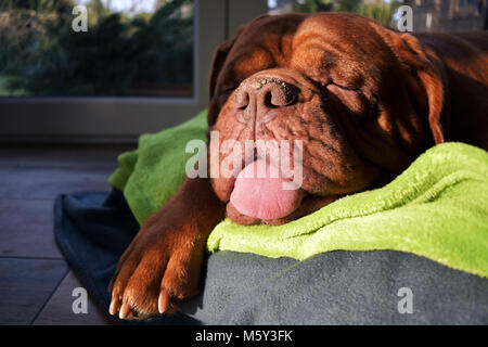 Cette femelle Dogue de Bordeaux peut de sommeil sans pendre son pion du panier et sa langue hors de sa bouche Banque D'Images