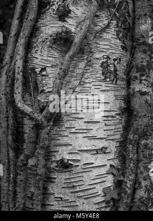 Image en noir et blanc d'un tronc d'arbre partiellement obscurci par des branches épaisses de l'ivie avec l'écorce représentant le visage d'un éléphant qui traverse Banque D'Images