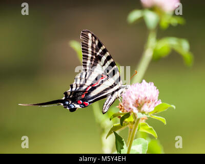 Zebra Swallowtail (3) Banque D'Images