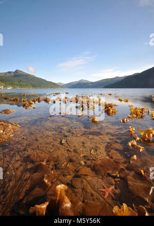 Vue sur le loch avec algues, étoiles de mer, eau claire et ciel bleu avec le château de Carrick. Prise à Lochgoilhead, Écosse Banque D'Images