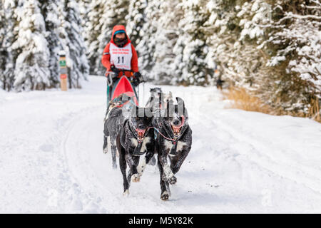 Musher Emilie Entrikin concurrentes dans le Rendezvous de la fourrure de chien de traîneau World Championships à Goose Lake Park à Anchorage en Alaska. Banque D'Images