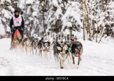 Musher Dave Turner en compétition dans le monde de la fourrure de chien de traîneau de rendez-vous des Championnats à Goose Lake Park à Anchorage en Alaska. Banque D'Images