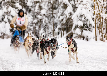 Musher Marvin Kokrine concurrentes dans le Rendezvous de la fourrure de chien de traîneau World Championships à Goose Lake Park à Anchorage en Alaska. Banque D'Images