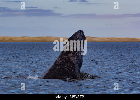 Une baleine grise n'veau un chin slap près des dunes de sable dans la baie de Magdalena, Baja, au Mexique Banque D'Images