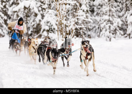 Musher Marvin Kokrine concurrentes dans le Rendezvous de la fourrure de chien de traîneau World Championships à Goose Lake Park à Anchorage en Alaska. Banque D'Images