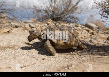 La tortue du désert marche dans le bassin de Pinto. Banque D'Images