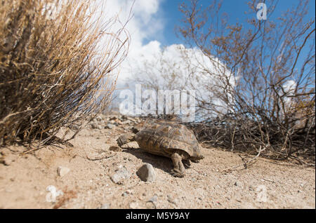 La tortue du désert marche dans le bassin de Pinto. Banque D'Images