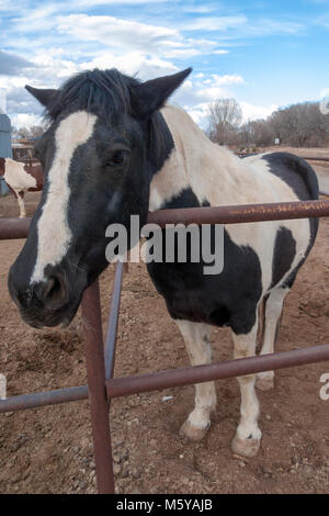 Les chevaux domestiqués de Corrales, New Mexico Banque D'Images