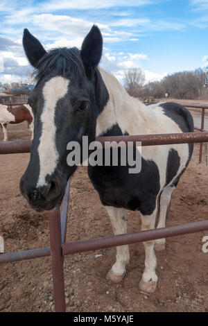 Les chevaux domestiqués de Corrales, New Mexico Banque D'Images