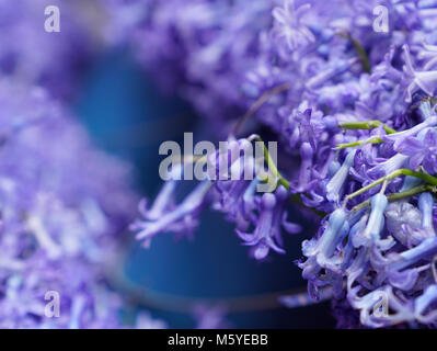 Fleurs lilas pourpre Syringa vulgaris profondeur de champ selective focus Banque D'Images