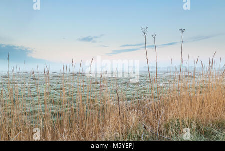 Roseaux et les mauvaises herbes line le bord d'un champ sur un matin glacial dans les Norfolk Broads Banque D'Images