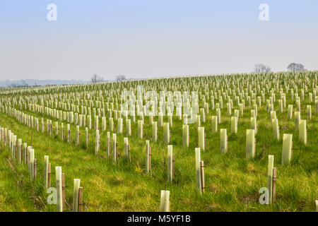 Un système de plantation d'arbres dans la forêt. Banque D'Images