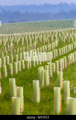 Un système de plantation d'arbres dans la forêt. Banque D'Images
