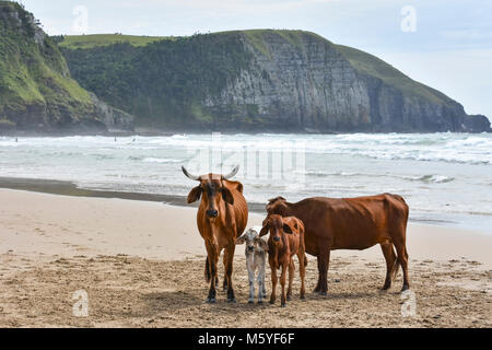 Un troupeau de vaches avec des veaux Nguni un bébé ou vaches debout sur la plage dans Coffee Bay à l'Océan Indien à l'azur à la côte sauvage de l'Afrique Banque D'Images