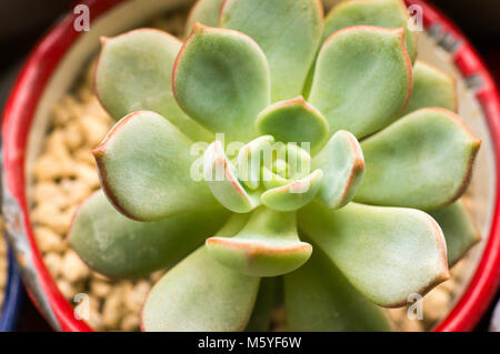 Succulentes, populaires bureau usine Banque D'Images