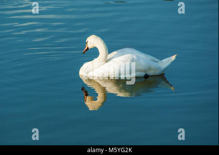 Swan se faisant passer pour l'appareil photo. Un gros plan d'une belle, élégante, white swan flottant dans l'eau d'un bleu profond. Le cou de cygne est droit et c'est à la une Banque D'Images